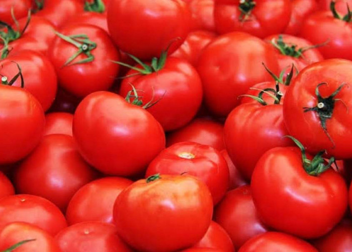 Mudah Didapat, Inilah 15 Manfaat Buah Tomat Bagi Kesehatan