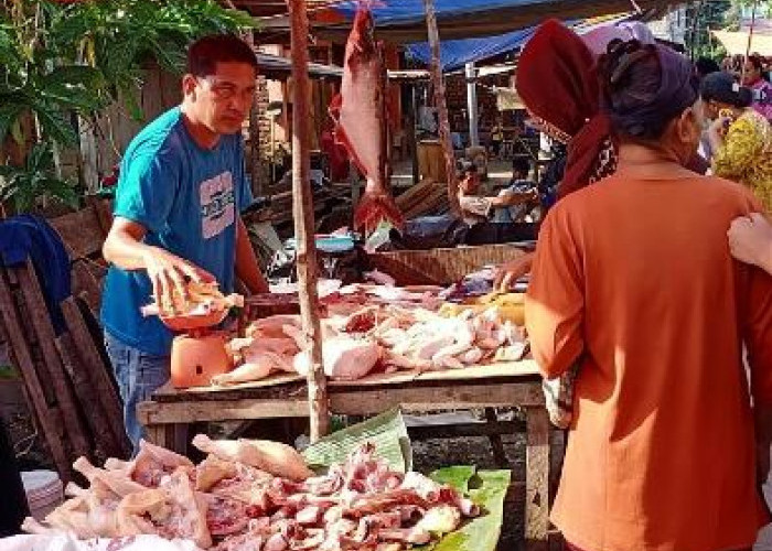 Harga Ayam Potong Tetap Stabil 