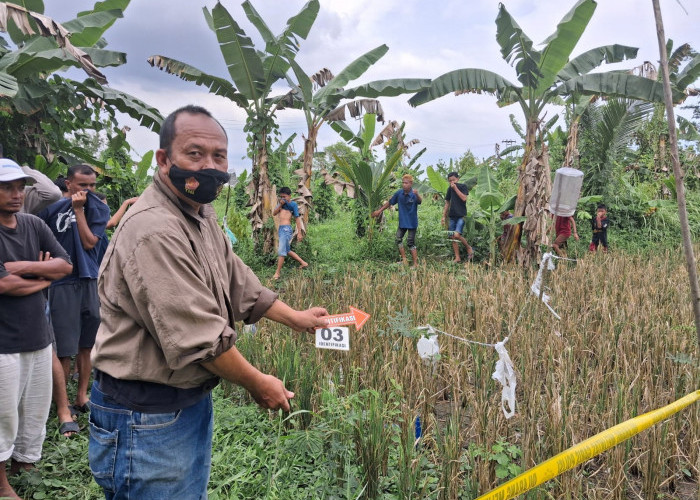 Geger! Mayat Perempuan Tanpa Identitas Ditemukan Membusuk di Pinggir Sawah Banyuasin