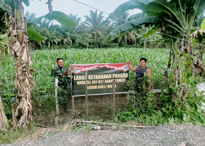 Sinergi TNI Bersama Rakyat, Wujudkan Ketahanan Pangan Melalui Kebun Demplot Jagung
