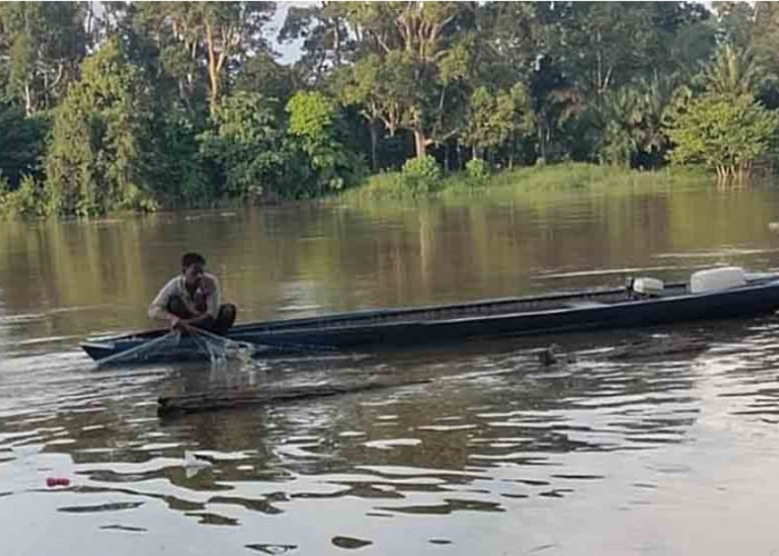 Debit Air Sungai Musi Naik, Nelayan di Sanga Desa Mulai Berburu Ikan Besar