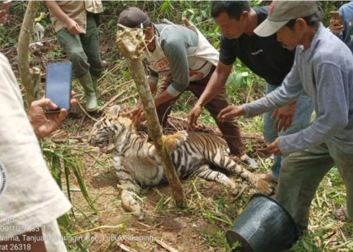 Harimau Sumatera Ditemukan Terjerat Perangkap Babi Milik Warga, Ini Lokasinya