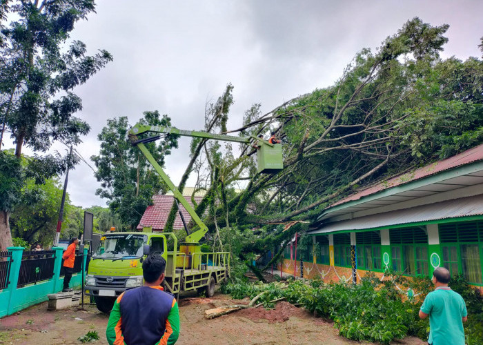 Kolaborasi Tim Sinergi Bersama Evakuasi Satu Pohon Besar Tumbang dan Kabel Listrik di Samping Masjid Jami'anur