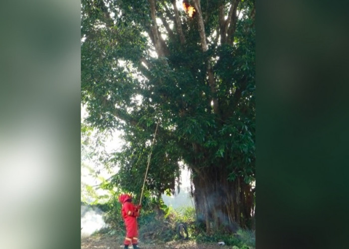 Respons Cepat Damkar Muba Amankan Sarang Tawon Raksasa di Permukiman Warga Sekayu