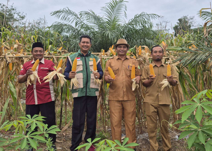Program Ketahanan Pangan 2025 Berbuah Hasil, Pemdes Berlian Makmur Sukses Panen Jagung