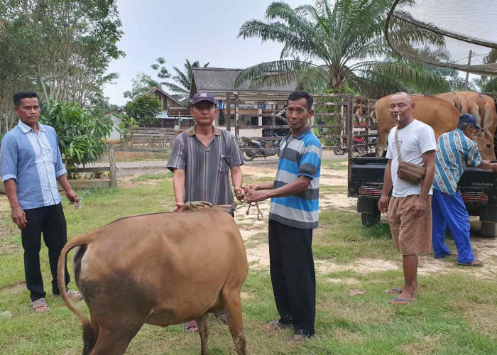 Program Ketahanan Hewani, Pemdes Nusa Serasan Luncurkan Peternakan Sapi