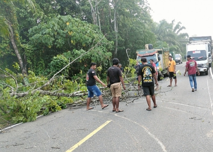 Dampak Pohon Karet Tumbang, Jalinteng Sanga Desa Sempat Terblokir
