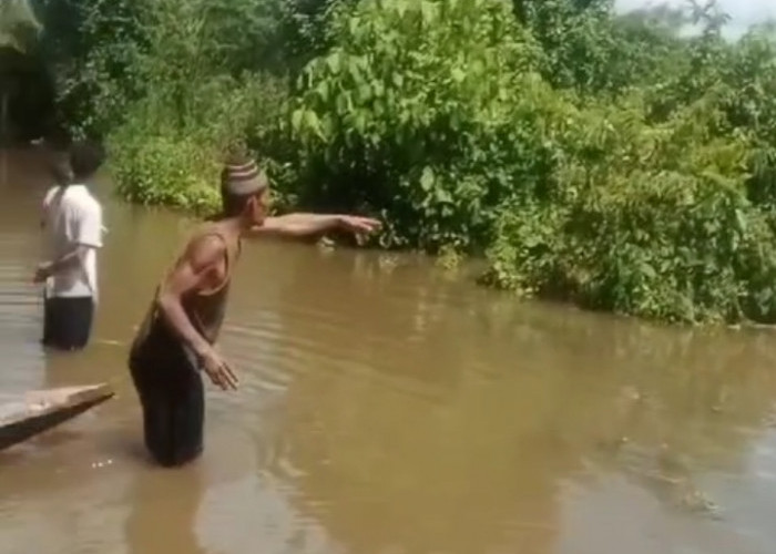 Viral! Video Kesaksian Warga Lihat Penampakan Buaya 4 Meter Saat Banjir di Ulak Paceh Jaya