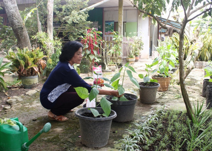 Mengoptimalkan Pekarangan Rumah dengan Tanaman Obat Keluarga untuk Kesehatan Alami