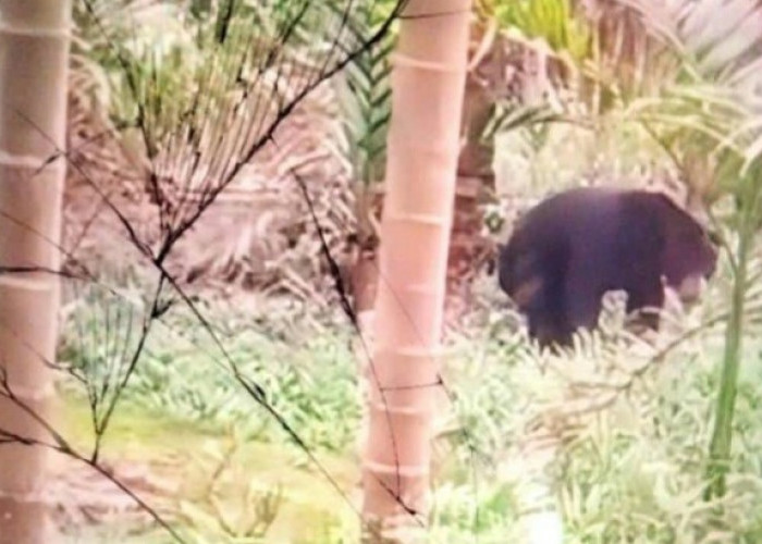 Heboh, di C1 Sungai Lilin Muncul Beruang Liar, Warga Ketakutan Beraktifitas di Perkebunan