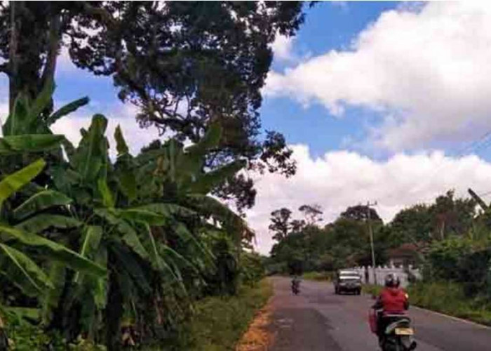 Musim Kemarau, Buah Durian Diprediksi Tak Maksimal