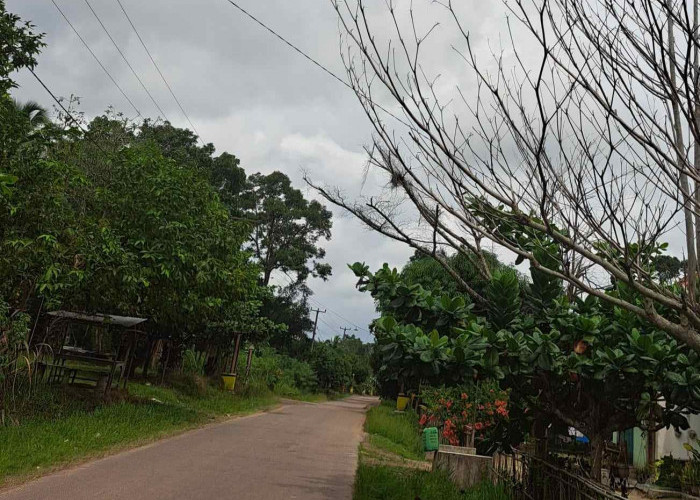 Desa Dengan Mata Pilih Terbesar di Sungai Lilin Ini Belum Ada Satu Lampu Jalan, Sudah Diusulkan Tak Dipenuhi 