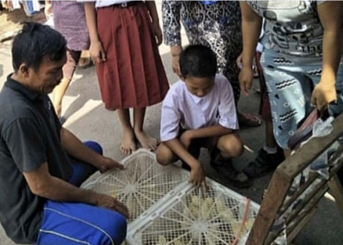 Perawatan Ekstra Diperlukan untuk Anakan Ayam Saat Musim Hujan