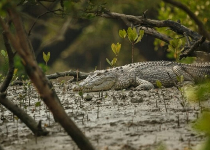 WOW! Seorang Pria Paruh di Riau Ditemukan Meninggal Diperut Buaya, Begini Kronologisnya