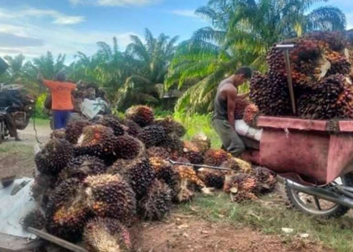 Harga Jual TBS Sawit Kembali Baik, Petani Di Sanga Desa Tersenyum Sumringah