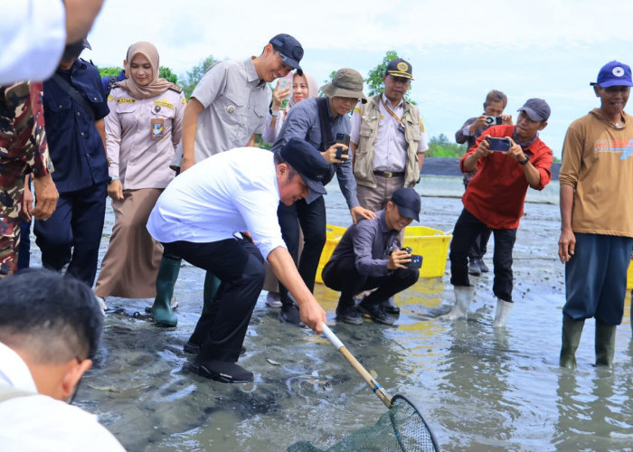 Panen Udang OKI Tembus 15 Ribu Ton per Tahun, Herman Deru Dorong Sungai Menang Jadi Lumbung Perikanan Sumsel