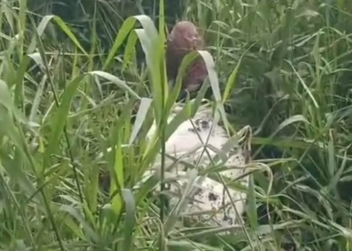 Mayat Dalam Karung Gegerkan Warga Ngulak 3, Diduga Korban Pembunuhan Sadis