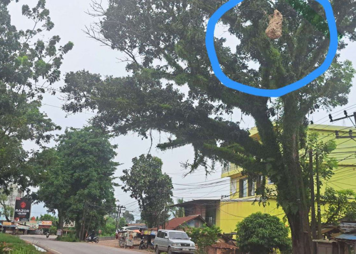 Warga Sungai Lilin Resah, Sarang Tawon Besar Menggantung di Atas Jalintim