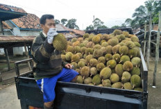 Panen Raya Tiba, Harga Durian di Sanga Desa Muba Turun Drastis