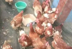 Jelang Lebaran, Ayam Merah Diserbu Pembeli di Pasar Kalangan Ngulak, Pedagang Raup Untung