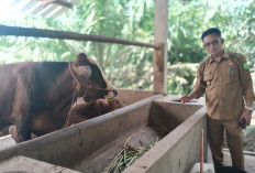 Pemdes Mulyo Rejo Genjot Ketahanan Pangan Lewat Pengembangan Ternak Sapi