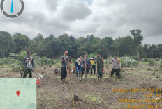 Program Ketahanan Pangan, Desa Penggage Manfaatkan Lahan untuk Kebun Jagung