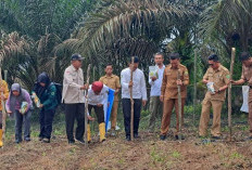 Desa Srigunung Jalankan Program Ketahanan Pangan 2025, Fokus Peternakan Sapi dan Budidaya Jagung