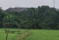 Diduga Limbah Pabrik CPO Cemari Sawah Warga, Petani Pinang Banjar Terancam Gagal Panen