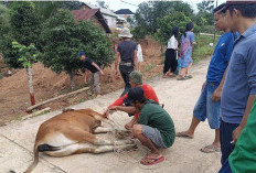Hangatnya Tradisi Mancang di Muara Enim, Patungan Sapi Jadi Ajang Silaturahmi Sambut Ramadhan 1447 H
