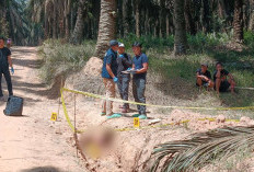 Mayat Pria Ditemukan di Parit Kebun Sawit PT Hindoli Muba, Polisi Selidiki Dugaan Korban Dibunuh