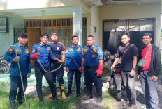 Masuk Kamar Warga, Ular Berhasil Dievakuasi Tim Damkar Muba dalam Hitungan Menit