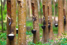 Total Kebun Karet di Sumsel Capai 1,2 Juta Hektar, Muba Miliki Hamparan Paling Luas