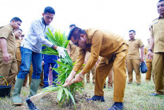 Dari Lahan Tidur Jadi Lumbung Produktif, Pemkab Muba Sulap Aset Jadi Kebun Sawit dan Kolam Lele