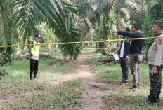 Pemuda Ditemukan Tewas Bersimbah Darah di Kebun Sawit Lais Muba, Polisi Selidiki Dugaan Pembunuhan