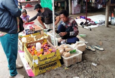 Musim Hujan Jadi Tantangan Pedagang DOC, Risiko Kematian Anak Ayam Meningkat