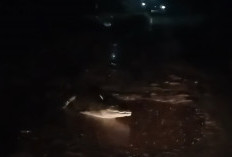 Buaya Resahkan Warga Kelurahan Sungai Lilin, Muncul Berulang Kali di Parit Permukiman