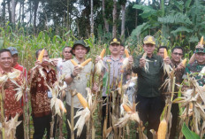Sinergi Pemkab Muba, TNI, dan Polri Perkuat Ketahanan Pangan, Panen Jagung Serentak Digelar di Lawang Wetan