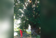 Respons Cepat Damkar Muba Amankan Sarang Tawon Raksasa di Permukiman Warga Sekayu