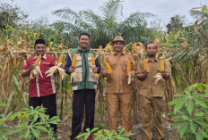 Program Ketahanan Pangan 2025 Berbuah Hasil, Pemdes Berlian Makmur Sukses Panen Jagung