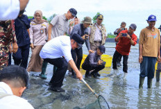 Panen Udang OKI Tembus 15 Ribu Ton per Tahun, Herman Deru Dorong Sungai Menang Jadi Lumbung Perikanan Sumsel